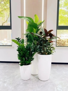 专业盆景租摆,宁波前湾的绿色艺术之选